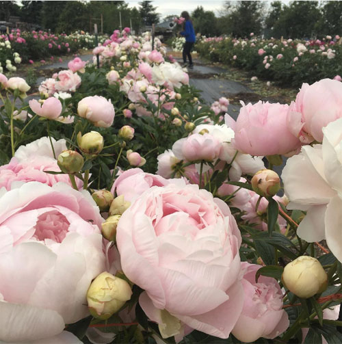 Cô gái trẻ chứng minh bán hoa là nghề tuyệt vời nhất - 11