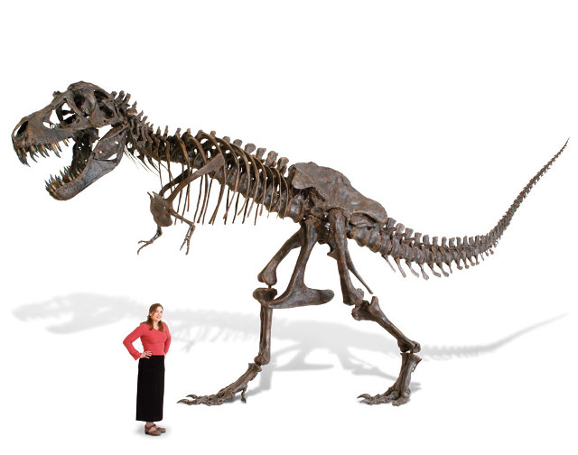 Tranh cãi về loài khủng long chưa từng tồn tại - 3