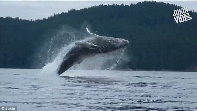 Video: Cá voi lưng gù khổng lồ nhảy sát sạt mạn thuyền - 1