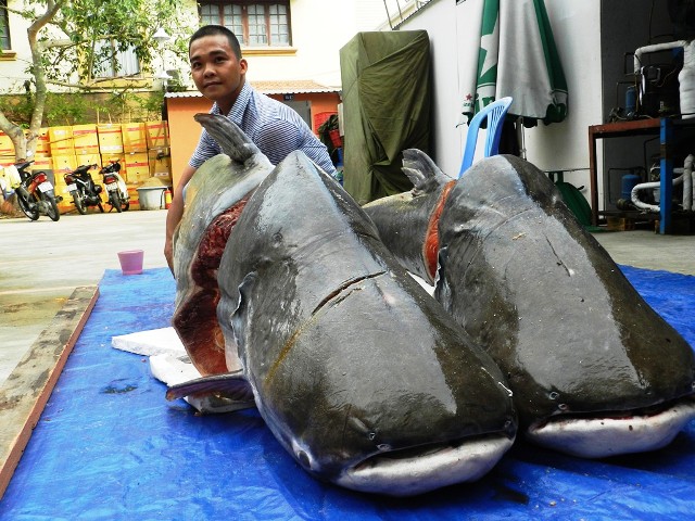 Cặp cá tra nặng gần 400kg “bơi” về Sài Gòn - 1