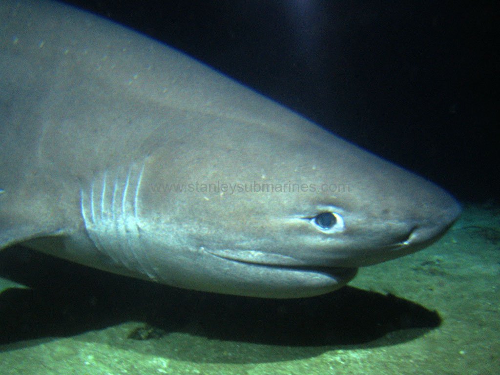 Шестижаберная акула. Sixgill Shark. Bluntnose Sixgill Shark. 6 Жаберная акула. Акула шестижаберник.