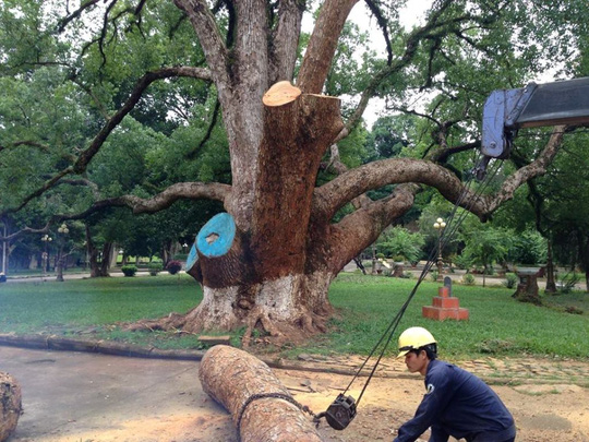 Cưa cây di sản vì... sợ lây bệnh - 1