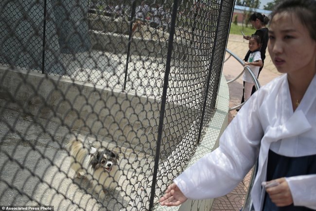 Vườn thú Triều Tiên trưng bày chủ yếu…chó - 1