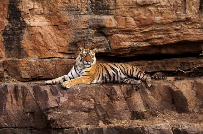 Con hổ già và nổi tiếng nhất Ấn Độ qua đời - 1