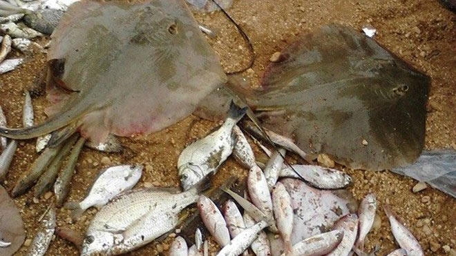 Thêm những mẫu hải sản nhiễm độc - 1