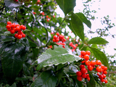 Viêm khớp dạng thấp có thể gây mất thính lực - 2