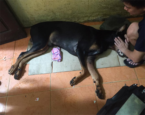 Chú chó bị đâm trọng thương ở cổ đã chết - 2