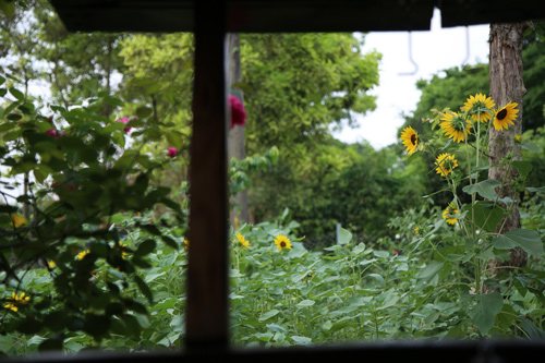 Choáng với vườn hồng đẹp như tây ở ngoại ô Hà Nội - 12