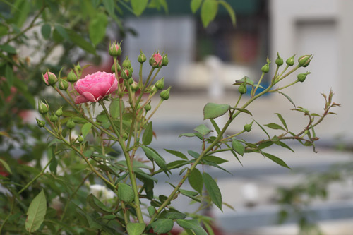 Choáng với vườn hồng đẹp như tây ở ngoại ô Hà Nội - 1