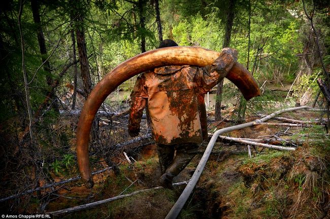 Thâm nhập thế giới ngầm đào ngà voi ma mút đi bán ở Nga - 1