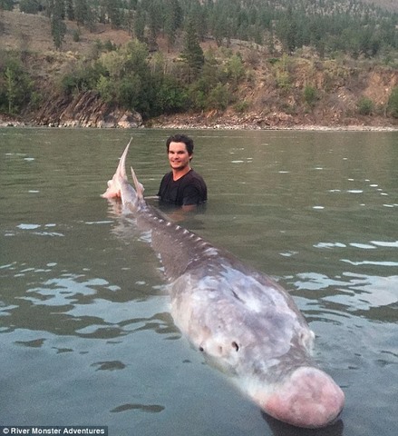 Bắt được cá “mõm lợn” dài 3m nặng 3 tạ ở Canada - 1