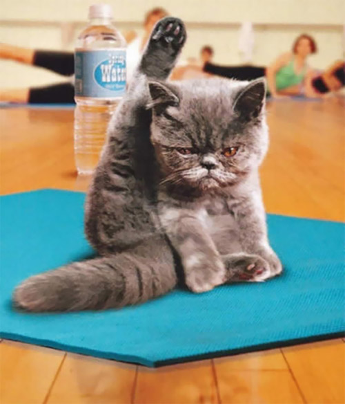 Học chó mèo tập yoga thư giãn cuối tuần nào! - 1