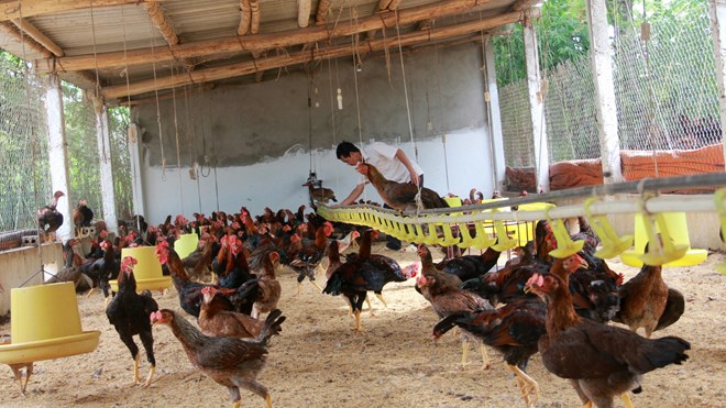 "Đeo kính" cho gà thu tiền tỷ mỗi năm - 3