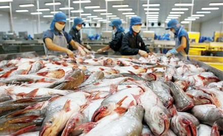Cẩn trọng khi tăng xuất khẩu cá tra sang Trung Quốc - 1