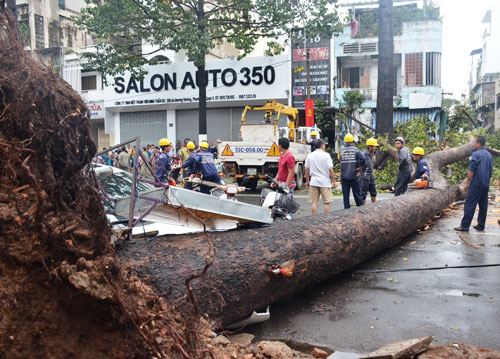 Cây xanh gây họa: Phải có địa chỉ trách nhiệm! - 1