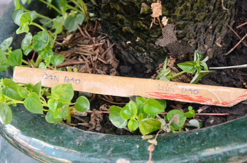 Hé lộ nguyên nhân thanh niên đâm chết cha dượng ở Sài Gòn - 3