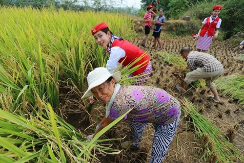 Nữ tiếp viên hàng không TQ đi giày cao gót gặt lúa - 4