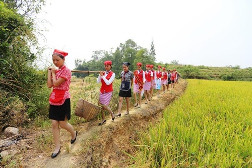 Nữ tiếp viên hàng không TQ đi giày cao gót gặt lúa - 7