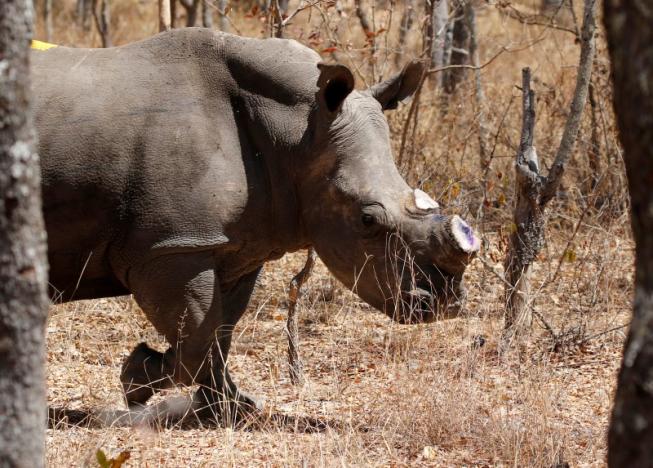 Zimbabwe chặt toàn bộ sừng tê giác để chống săn trộm - 3