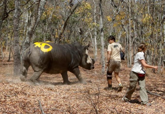 Zimbabwe chặt toàn bộ sừng tê giác để chống săn trộm - 2