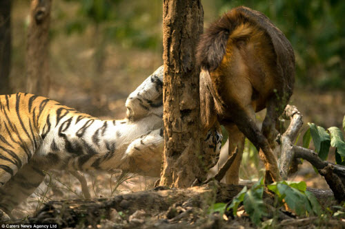 Hươu vật lộn với hổ suốt 20 phút và cái kết không ngờ - 4