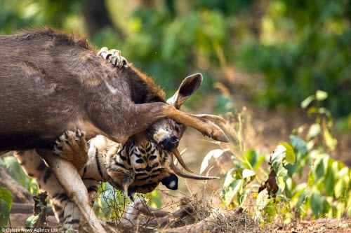 Hươu vật lộn với hổ suốt 20 phút và cái kết không ngờ - 5