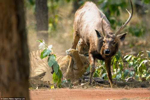 Hươu vật lộn với hổ suốt 20 phút và cái kết không ngờ - 6