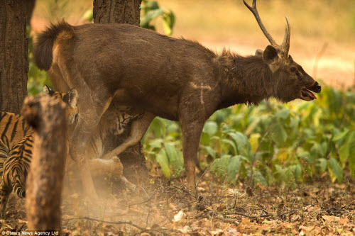 Hươu vật lộn với hổ suốt 20 phút và cái kết không ngờ - 7