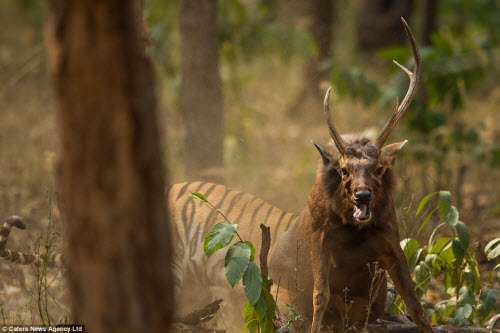 Hươu vật lộn với hổ suốt 20 phút và cái kết không ngờ - 8