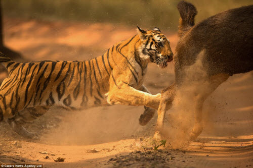 Hươu vật lộn với hổ suốt 20 phút và cái kết không ngờ - 9