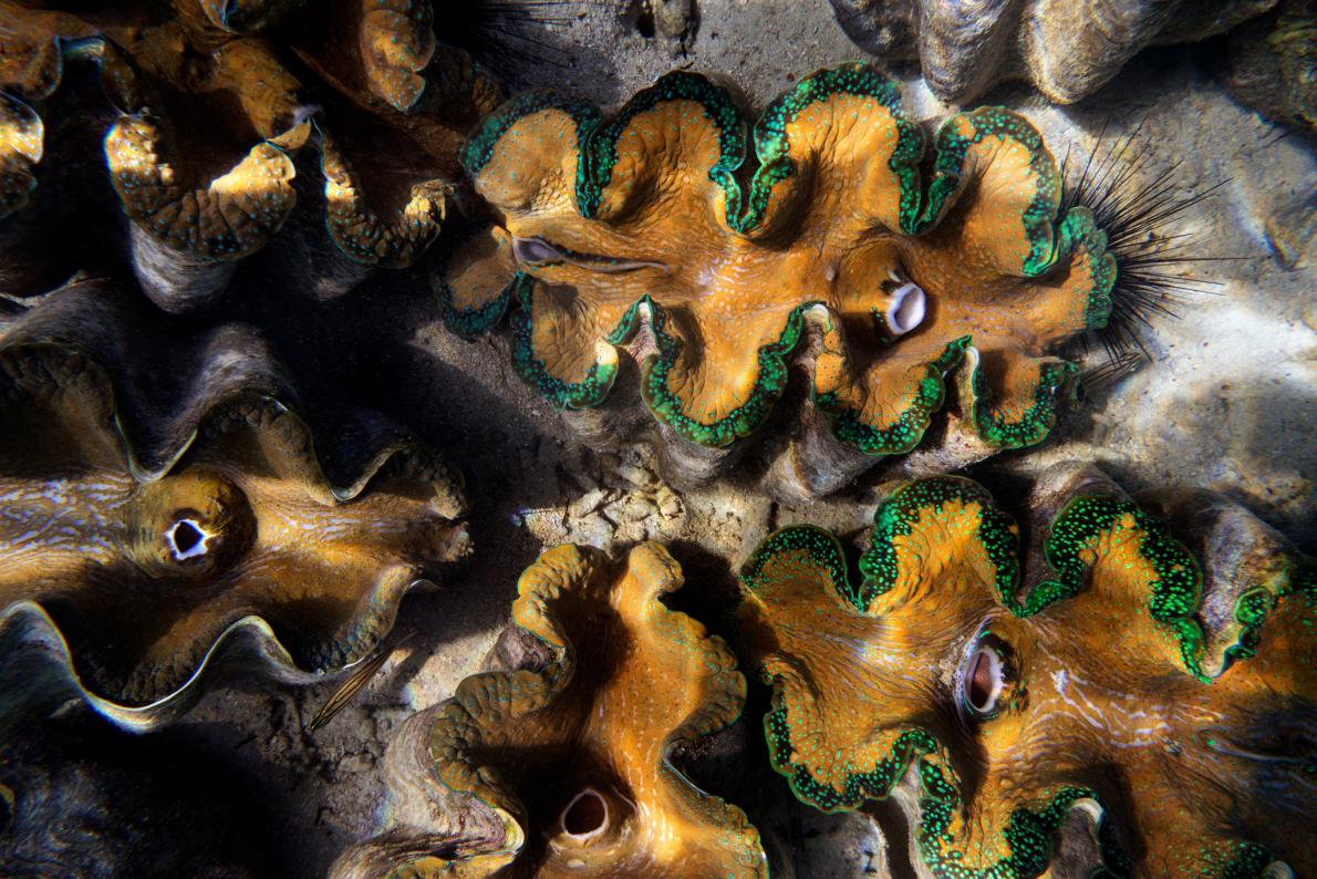 Lý do dân TQ "cố sống cố chết" săn sò khổng lồ Biển Đông - 1