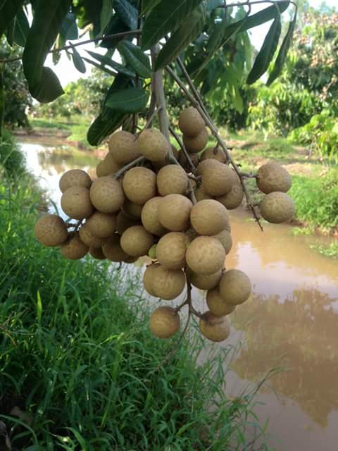 Phía sau loại nhãn lạ vỏ vàng bóng được cho là xông lưu huỳnh? - 2