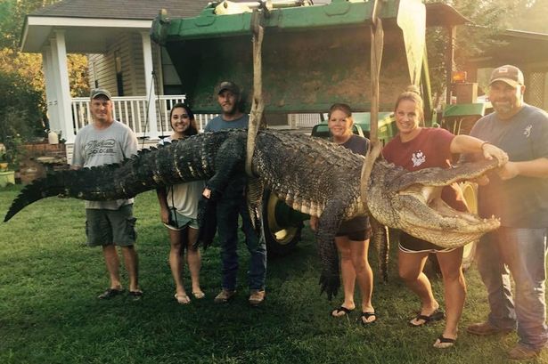 Nữ thợ săn bắt được cá sấu khổng lồ nặng 300kg - 1