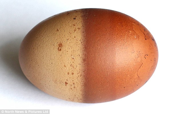 Quả trứng gà hai màu độc nhất vô nhị ở Anh - 1