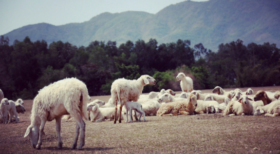 Đến cánh đồng cừu đang "hót hòn họt" ở Bà Rịa-Vũng Tàu - 1