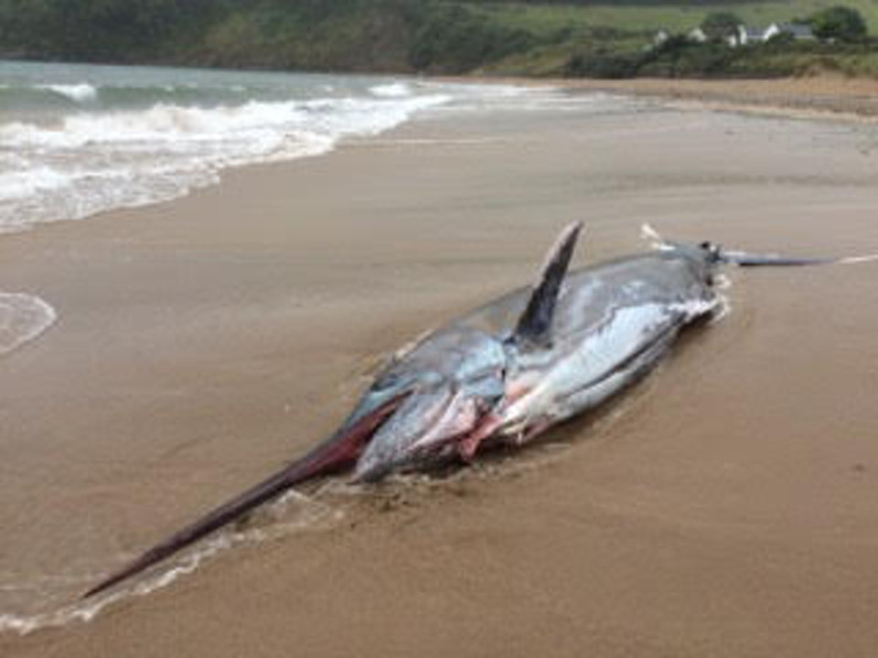 Cá kiếm khổng lồ 91kg dạt bờ biển nước Anh - 1