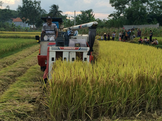 Muốn gặt lúa phải đóng 2 triệu đồng... an ninh - 1