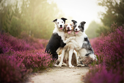 3 chú chó chụp ảnh thơ mộng giữa cánh đồng hoa - 1