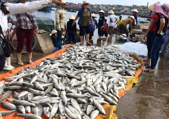 Gần 50 tấn cá lồng chết bất thường ở Thanh Hóa - 1