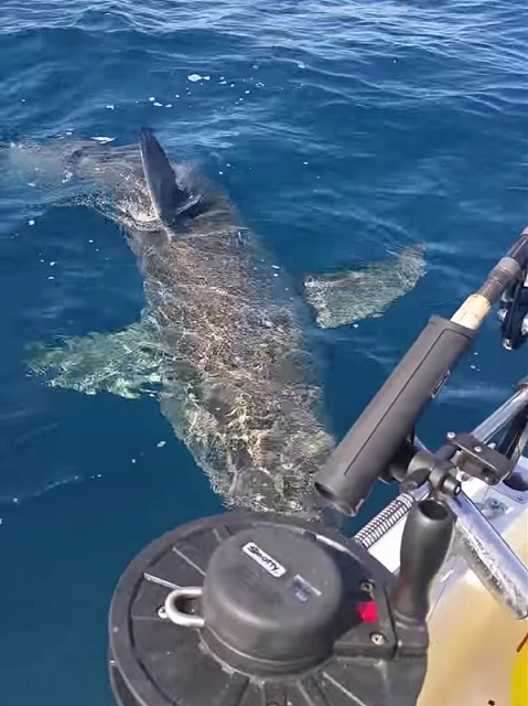 Úc: Cá mập trắng tấn công thuyền câu, cắn nát động cơ - 1