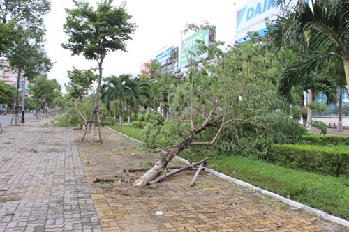 Không hứng bão, hàng loạt cây xanh ở Đà Nẵng vẫn đổ gục - 1