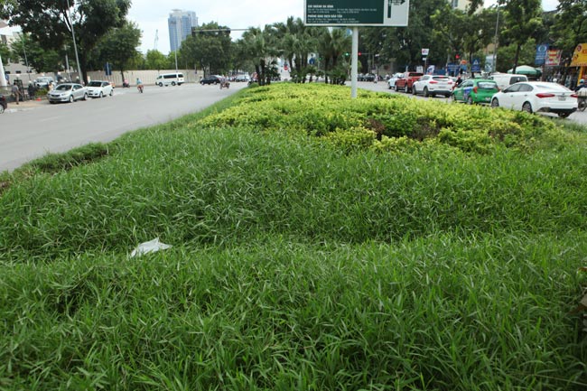 Cỏ dại mọc um tùm, bò xuống lòng đường khắp Thủ đô - 2