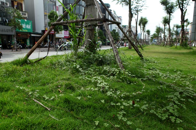 Cỏ dại mọc um tùm, bò xuống lòng đường khắp Thủ đô - 5