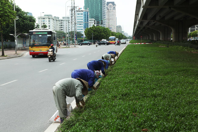 Cỏ dại mọc um tùm, bò xuống lòng đường khắp Thủ đô - 4