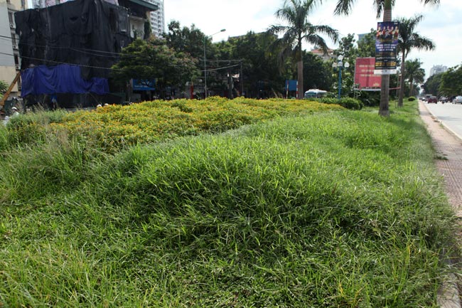 Cỏ dại mọc um tùm, bò xuống lòng đường khắp Thủ đô - 8