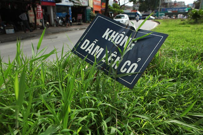 Cỏ dại mọc um tùm, bò xuống lòng đường khắp Thủ đô - 9