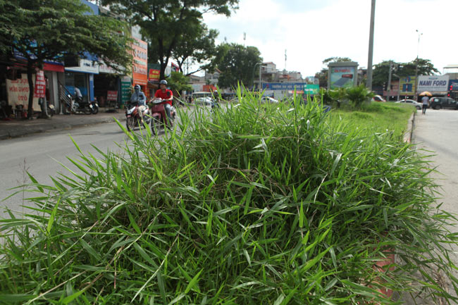 Cỏ dại mọc um tùm, bò xuống lòng đường khắp Thủ đô - 11