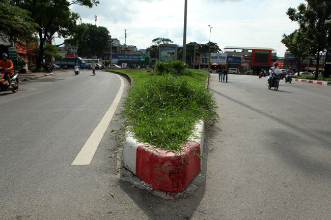 Cỏ dại mọc um tùm, bò xuống lòng đường khắp Thủ đô - 10