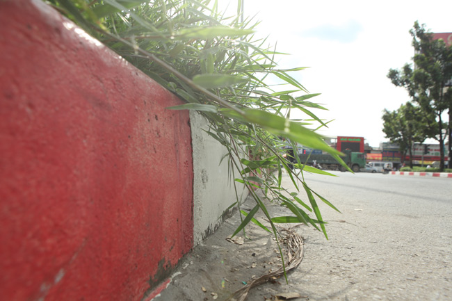 Cỏ dại mọc um tùm, bò xuống lòng đường khắp Thủ đô - 12