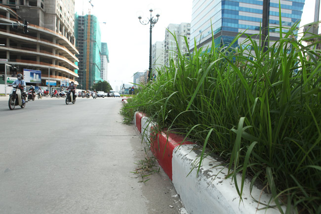 Cỏ dại mọc um tùm, bò xuống lòng đường khắp Thủ đô - 14